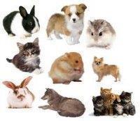 Dierenbenodigdheden